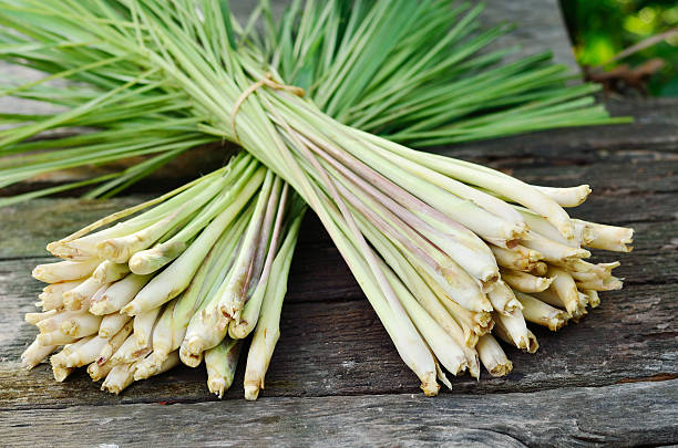 LEMONGRASS STALK