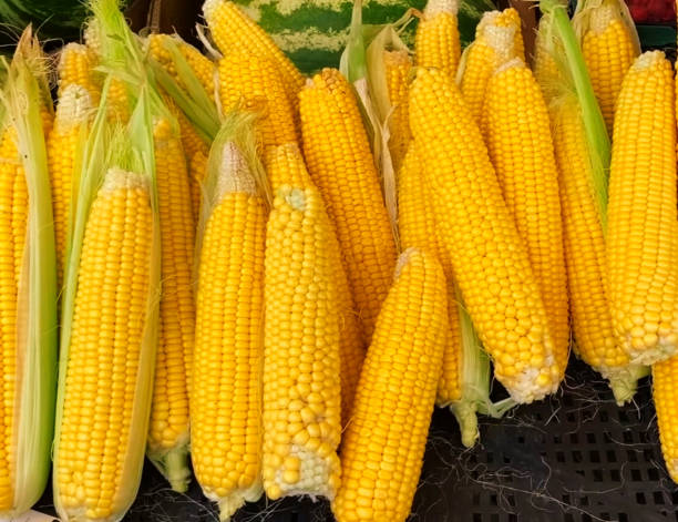 YELLOW MAIZE